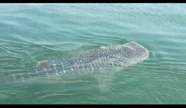 Berikut Kata Ahli Ikan Soal Kemunculan Hiu Paus di Teluk Jakarta