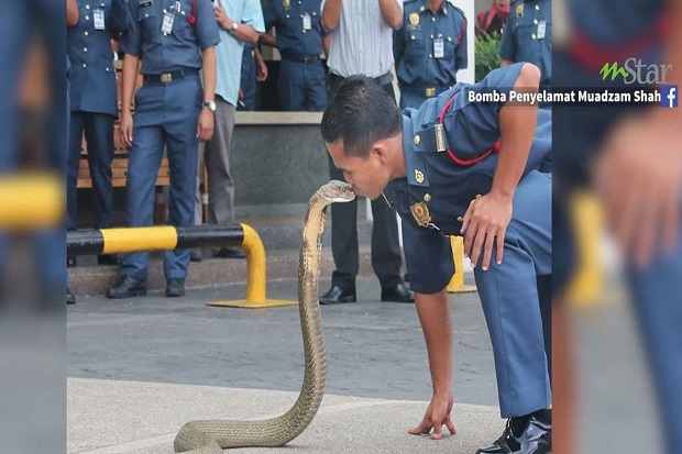 Pernah Digosipkan Nikahi Ular, Si Pembisik Ular Tewas Digigit Kobra