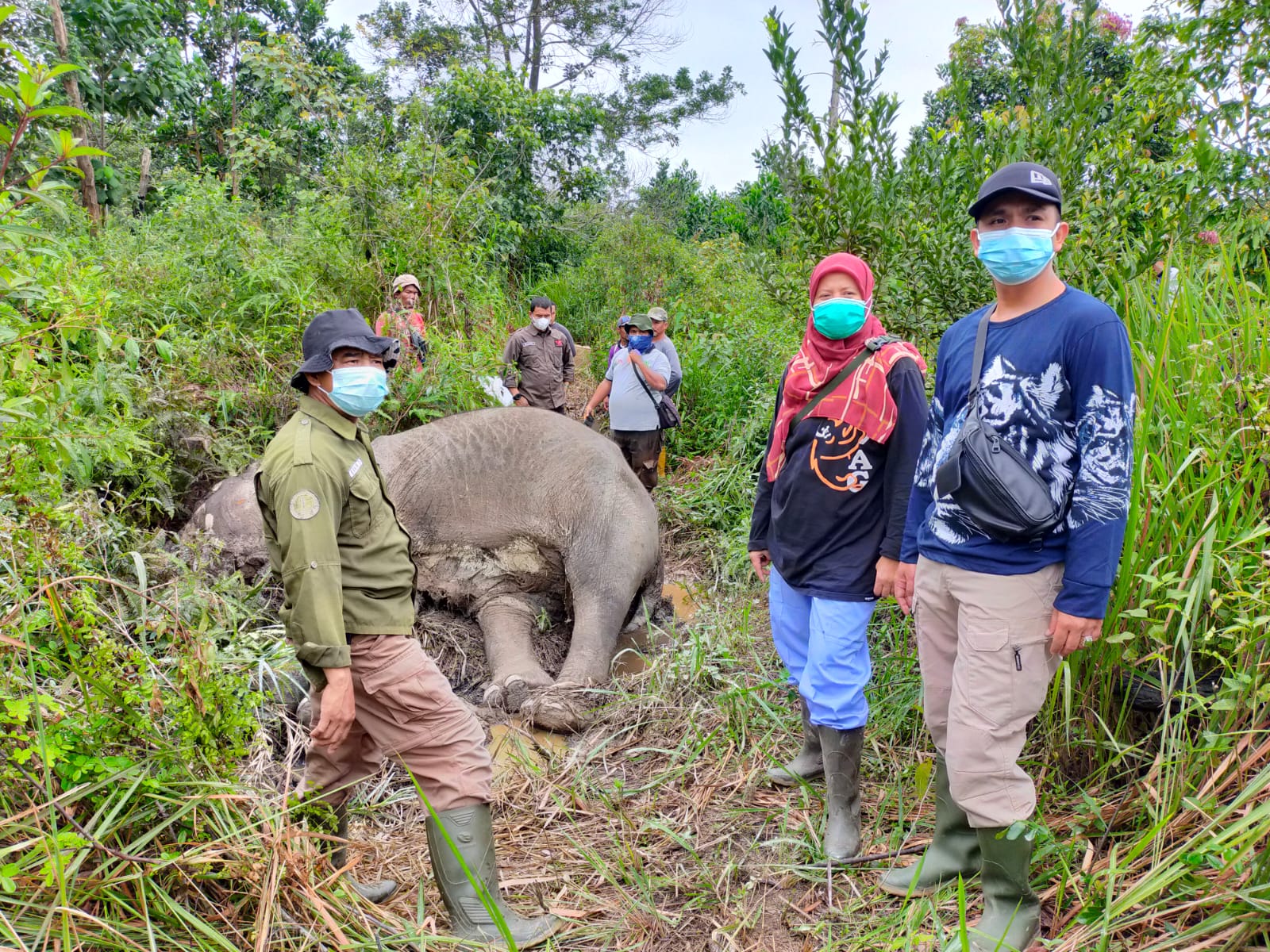 Sempat Diobati, Gajah Sumatera Ditemukan Mati