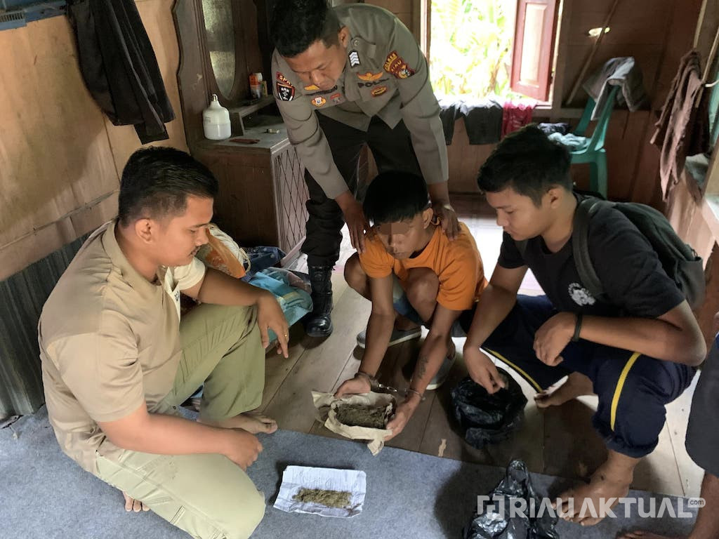 Penangkapan Dramatis Bandar Ganja di Inhu, Polisi Sita Puluhan Gram Barang Bukti