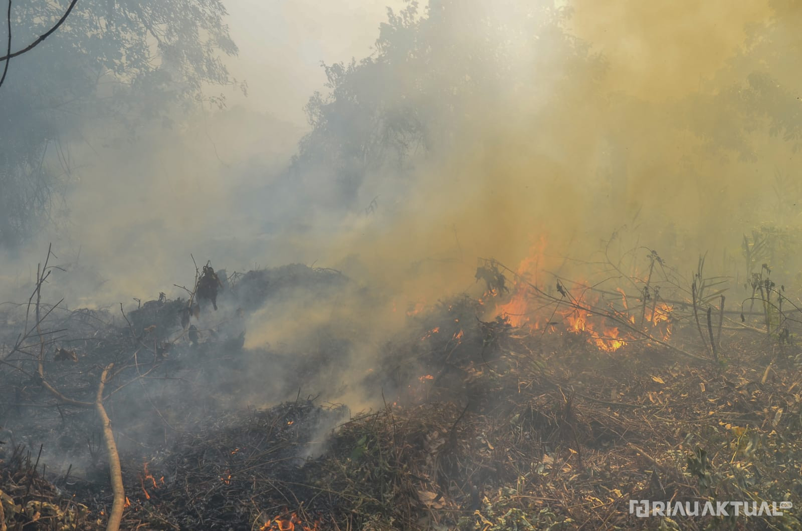 Bertambah, 32 Hektar Lahan di Pekanbaru Terbakar