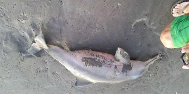 Lumba-Lumba Ditemukan Mati di Dekat Pelabuhan Perusahaan Migas