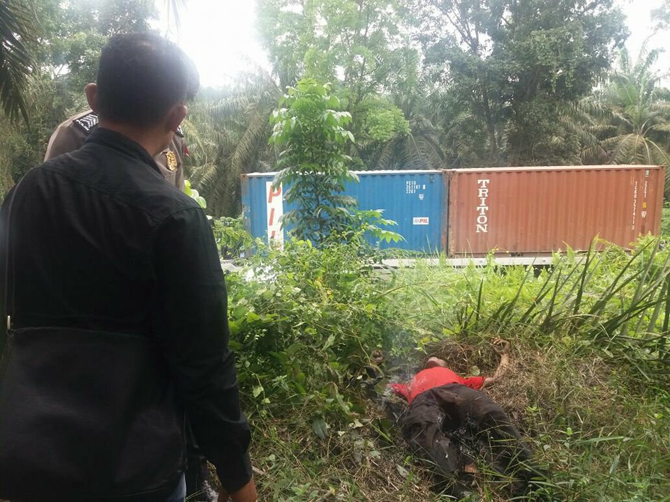 Tersengat Listrik, Sutrisno Tewas Saat Panen Sawit Perusahaan