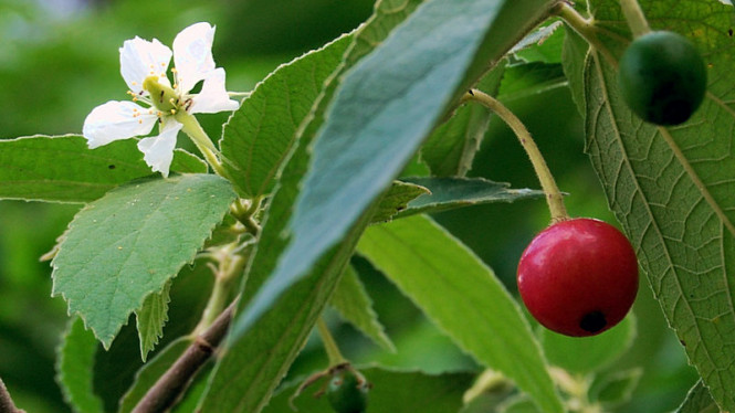 Sembuhkan Asam Urat dengan 9 Buah Kersen Sehari