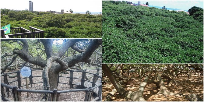 Luar Biasa! Pohon Jambu Monyet Terbesar di Dunia, Mengakar dan Bercabang sampai Jadi Hutan Mini