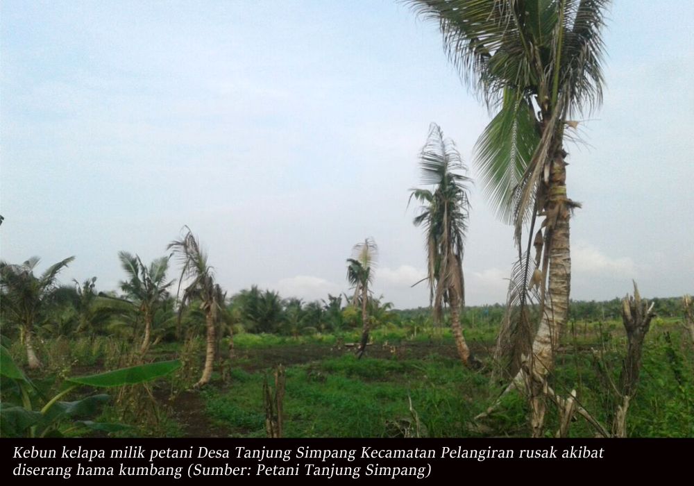 15 Ribu Batang Lebih Kebun Kelapa Rusak, Petani Desa Tanjung Simpang Tuntut PT THIP Bertanggung Jawa