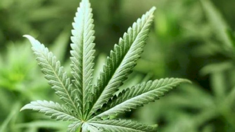Thailand Jadi Negara Pertama di Asia Legalkan Ganja