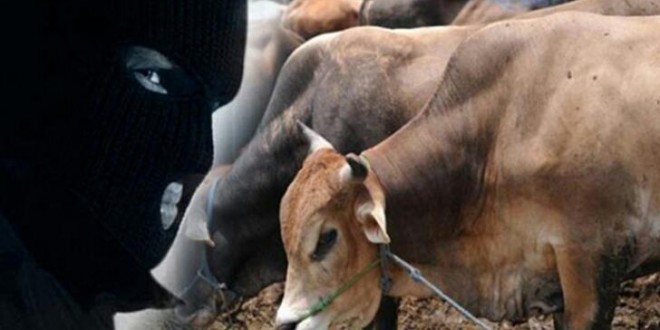 Waspada Pencurian Ternak, Polsek Bukit Kapur Ingatkan Warga