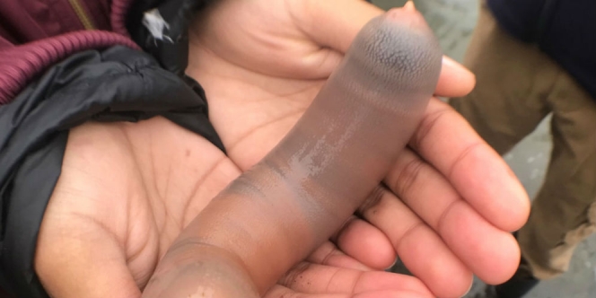 Geger Ribuan Ikan Penis Terdampar di Pantai Amerika