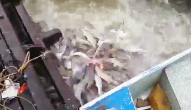 Apa yang Terjadi Jika Terjatuh ke Sungai Penuh Piranha..