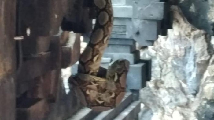 Harapan Baik dari Kemunculan Ular di Goa Lawah ke Pura di Bali
