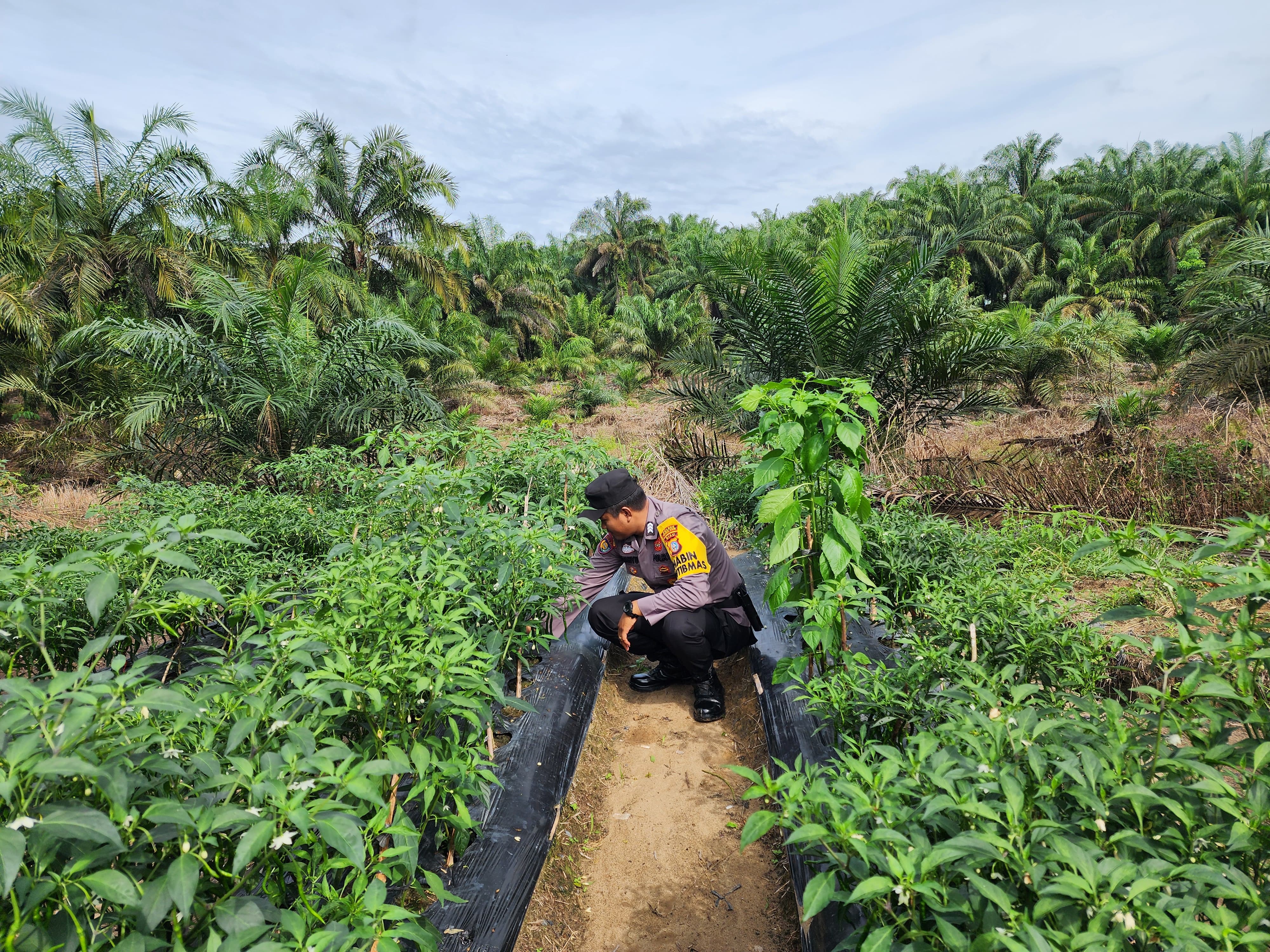 Wujudkan Asta Cita, Polsek Bangko Pusako Bina Ketahanan Pangan Masyarakat