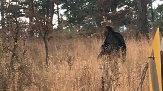 Seorang Wanita Diserang Makhluk Berbulu Setinggi 2,1 Meter