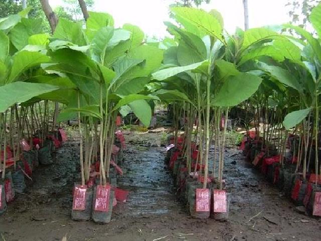 Pemkab Inhil Siapkan 100 Hektare untuk Pohon Meranti
