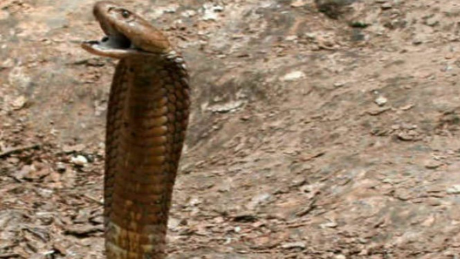 Anak Meninggal Usai Menyusu kepada Ibu yang Digigit Kobra