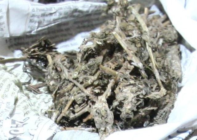 Polresta Pekanbaru Bekuk Pengedar 1 Kg Ganja