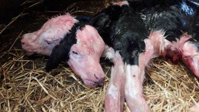 Geger Sapi Terlahir dengan Dua Kepala, Bagaimana Nasibnya?