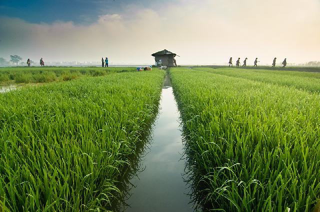 Tanggul Jebol, Ratusan Hektare Lahan Pertanian Gagal Panen