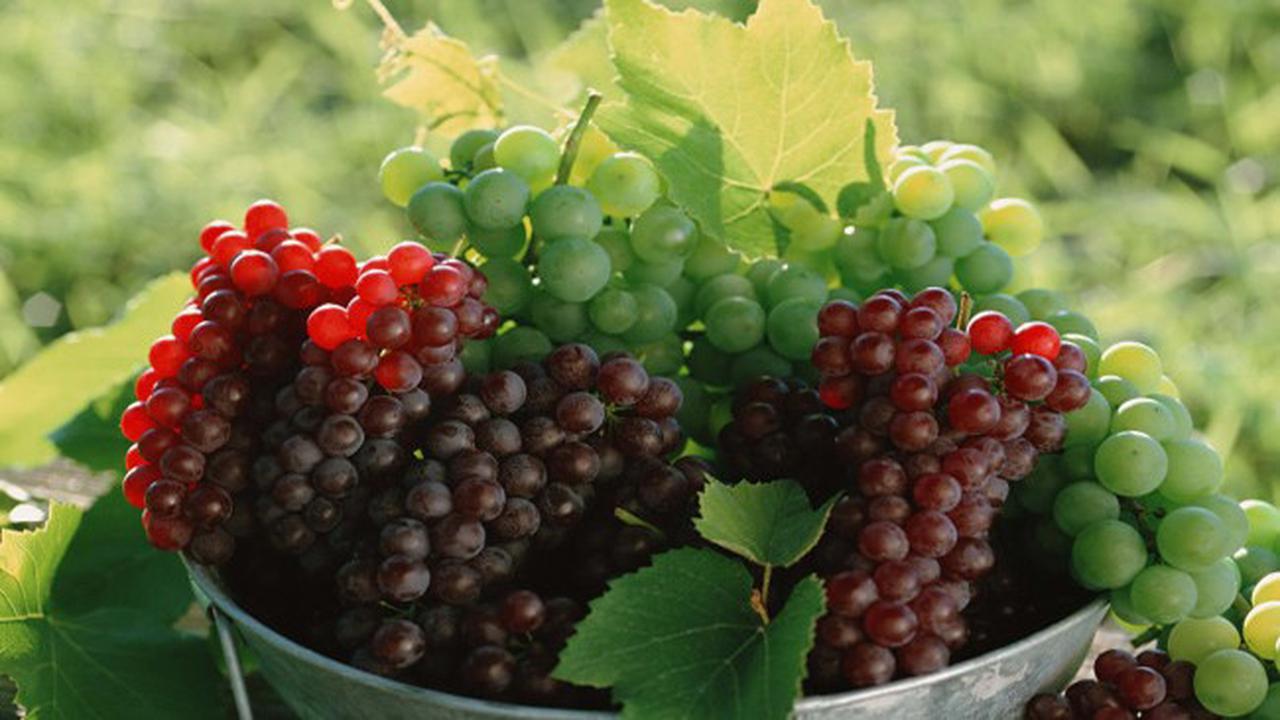 Manfaat Anggur, Bikin Kulit Kinclong hingga Sehatkan Jantung