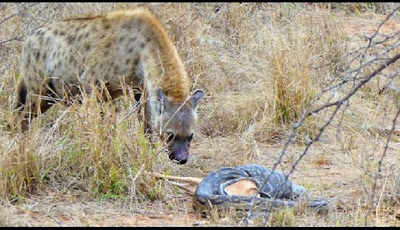 Detik-detik Hyena Mencuri Makanan Ular Piton, Lihat Reaksinya
