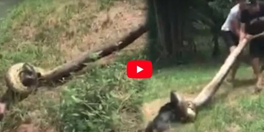 Pertarungan mendebarkan tiga orang pria selamatkan anak anjing dari lilitan ular anakonda