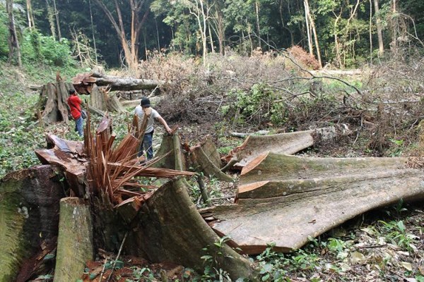 Jalan Ditempat, Kementerian Ambil Alih Kasus Perambahan PT MAL di Inhu