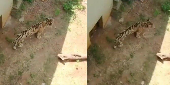 Harimau di Kebun Binatang Jatim, Perutnya Begitu Kurus Tak Tega Melihatnya
