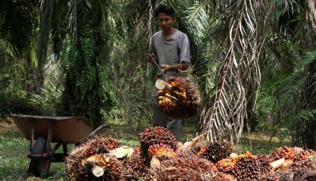 Bakrie Sumatera Plantations Bukukan Nilai Penjualan Rp1,2 T