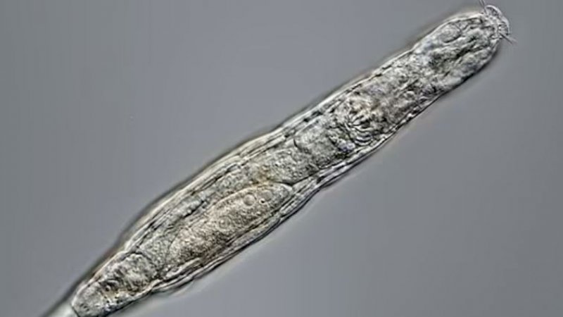 Makhluk Ini Hidup Kembali Setelah Membeku 24.000 Tahun di Siberia