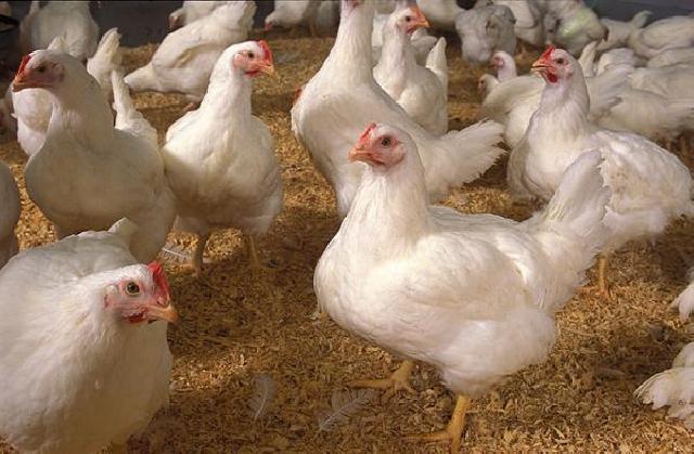 Harga ayam potong di Pekanbaru naik drastis, tembus Rp30 Ribu