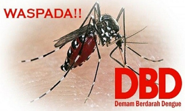 Duh! DBD di Pekanbaru Capai 491 Kasus