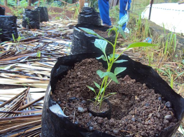 Anggota Dewan Ini Siapkan 1000 Bibit Cabai Untuk Masyarakat Pekanbaru