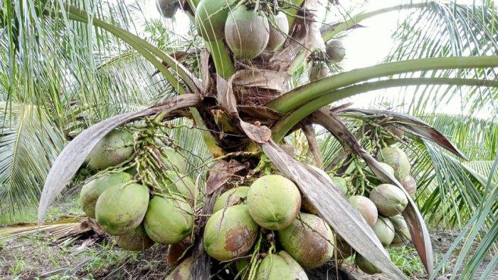 Nilai Tukar Petani Riau Periode September Naik Jadi 151,26