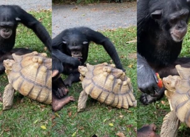 Video Simpanse Suap Kura-kura Dengan Apel Menjadi Viral