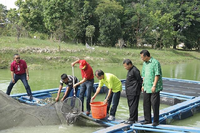 Rektor UR Panen Raya Ikan di 'Waduk Selais' UR