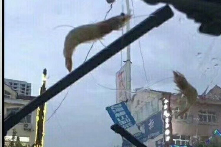 Viral Hujan Hewan Laut di China, Mungkinkah Benar Terjadi?