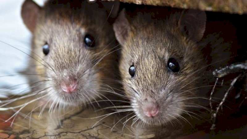 Duh! Lockdown Pademi Corona, Warga Myanmar Makan Tikus demi Bertahan Hidup