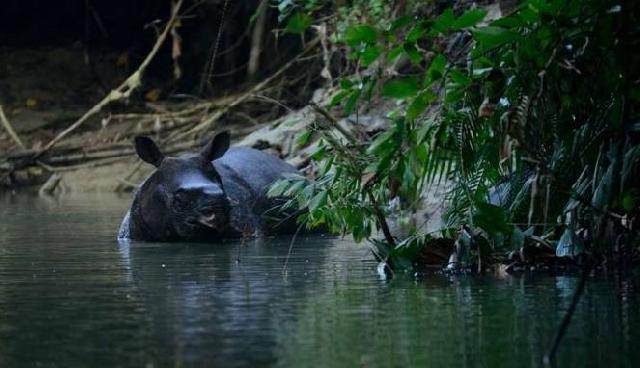 Indonesia Harus Pikirkan Strategi Baru Selamatkan Badak