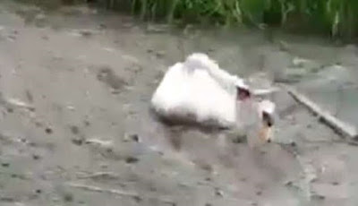 Menyedihkan, Angsa Mati-matian Selamatkan Temannya yang Tenggelam