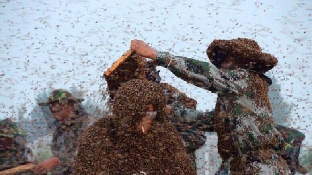 Ribuan Lebah Mengamuk, Dua Pengawal Presiden Jokowi Jadi Korban