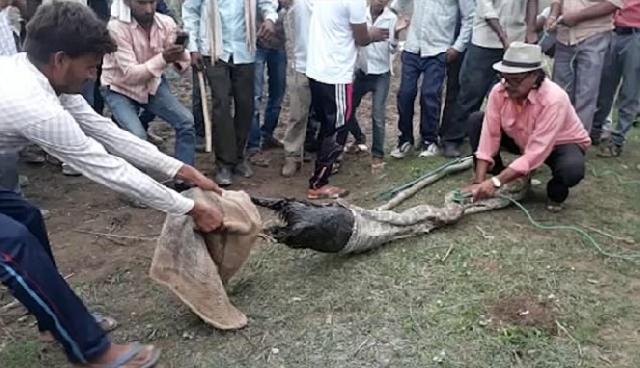 Selamatkan Kambing, Warga Desa Menariknya dari Perut Piton