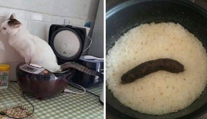 Momen Apes Ini Bikin Ngakak, Tapi Kalau Kelamaan Sendiri Bikin Sedih