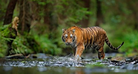 Jejak Harimau Ditemukan Diperbatasan Garuda Sakti