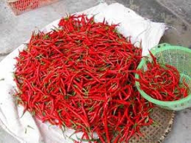 Harga Cabe Merah di Bengkalis Tembus Rp 120 Ribu per Kilogram