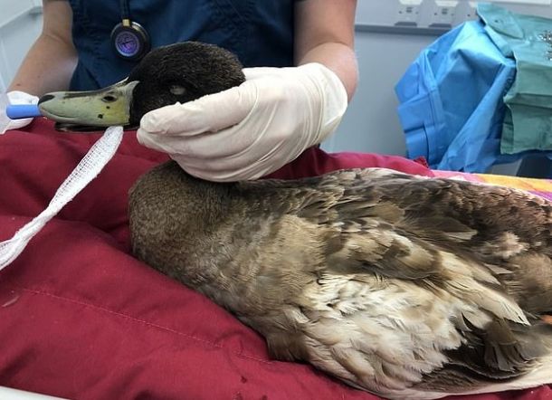 Karena Terlalu Sering Kawin, Penis Bebek ini Terinfeksi dan Terpkasa Dihilangkan