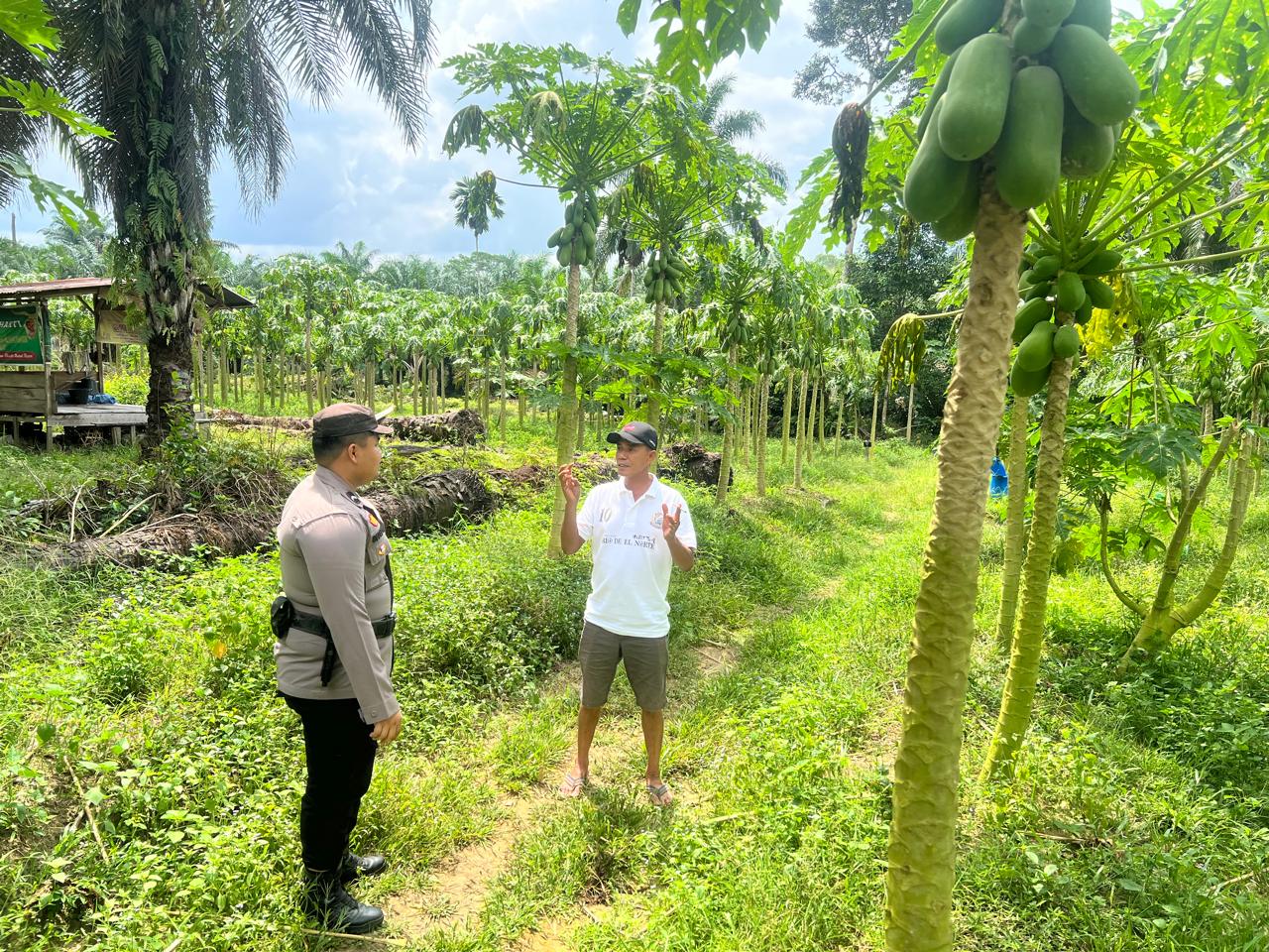 Perkuat Pangan, Polsek Bangko Pusako Bina Kelompok Tani