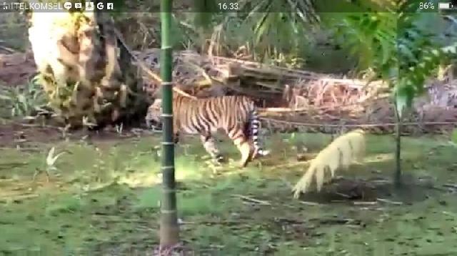 Harimau Berkeliaran, Masyarakat Tanjung Simpang Inhil Resah