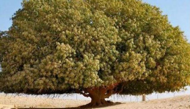 Ini Dia Pohon yang Jadi Saksi Bisu Kenabian Muhammad SAW