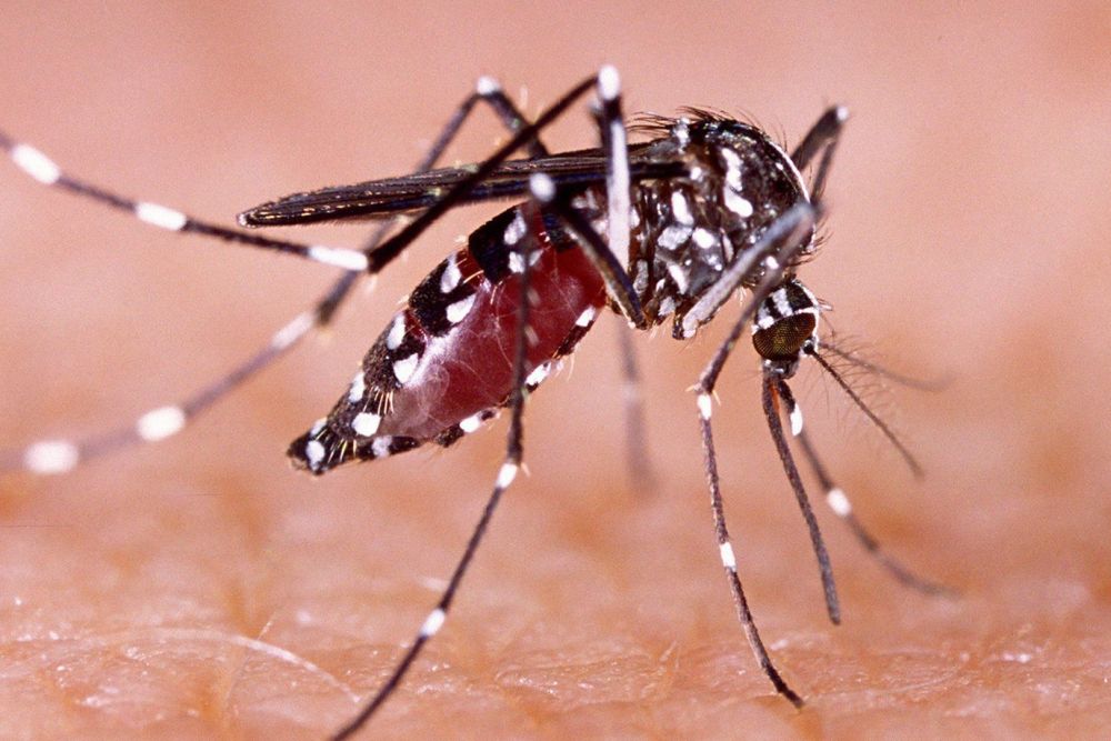 Masyarakat Diminta Waspada, Kasus DBD di Riau Alami Peningkatan