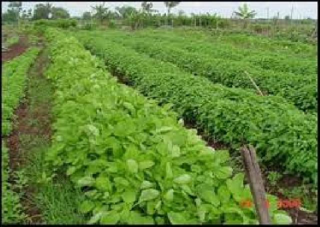 DTPH Rohul Terus Genjot Ketahanan Pangan di 2016